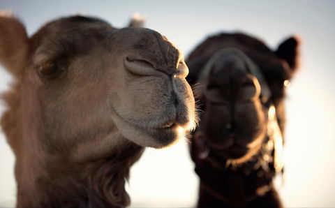 Outback Camel Festival Trail - Accommodation Cairns 0