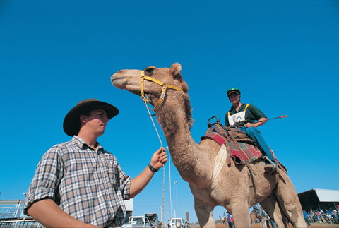Outback Camel Festival Trail - Accommodation Cairns 1