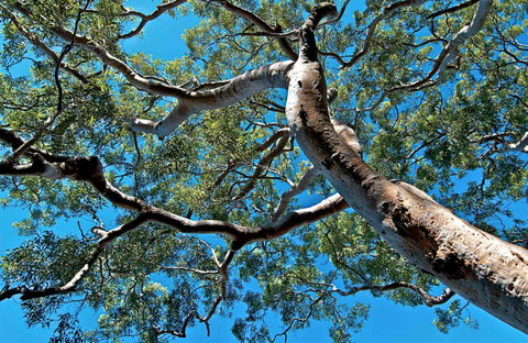 Ridge Walking Track - Accommodation Cairns 0