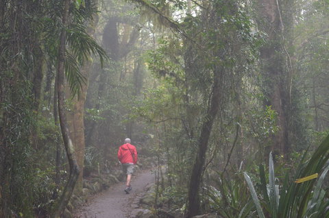 Best Of All Lookout Track, Springbrook National Park - Accommodation Cairns 1