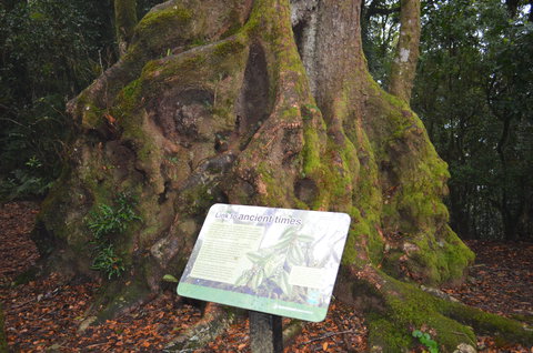Best Of All Lookout Track, Springbrook National Park - Accommodation Cairns 2