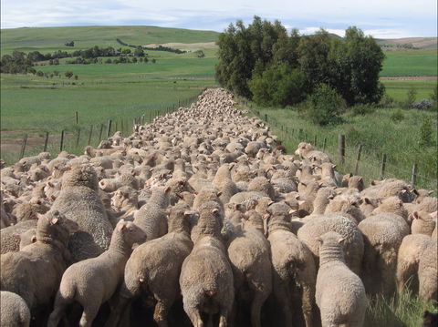 Curringa Farm - Accommodation And Farm Tours - Accommodation Cairns 0