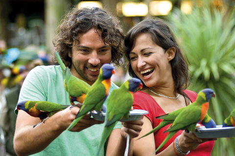 Currumbin Wildlife Sanctuary - Accommodation Cairns 0