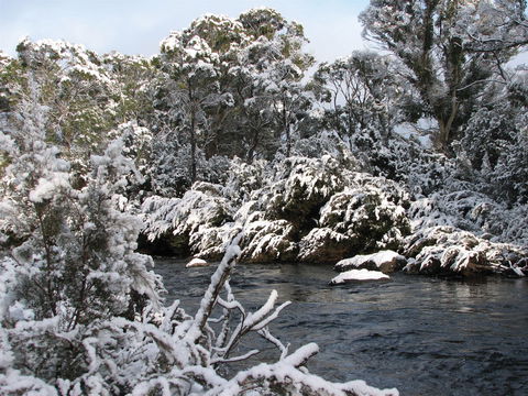Derwent Bridge - Accommodation Cairns 2