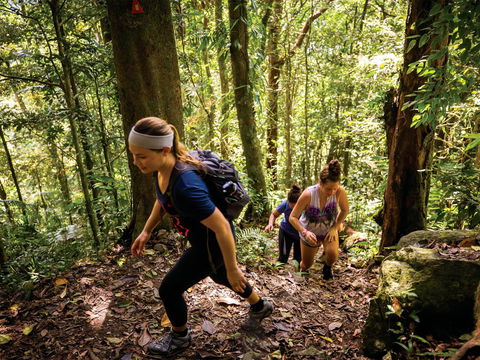 Devils Thumb (Manjal Jimalji) Trail - Accommodation Cairns 0