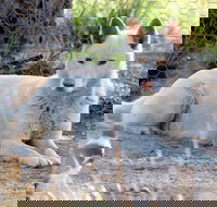 Durong Dingo Sanctuary - Accommodation Cairns