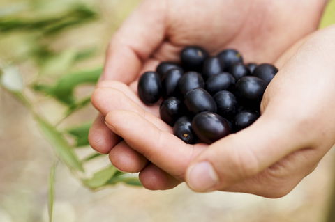 Eat, Pick, Grow Trail - Wanneroo And Chittering - Accommodation Cairns 0