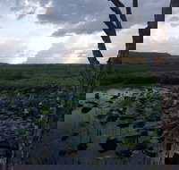 Fogg Dam Conservation Reserve - Accommodation Cairns