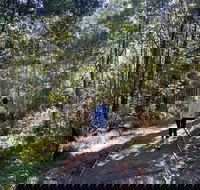 Lyrebird Circuit Walk - Accommodation Cairns