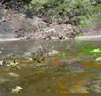 Mount Boss State Forest - Accommodation Cairns