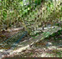 Old Bottlebutt - Accommodation Cairns