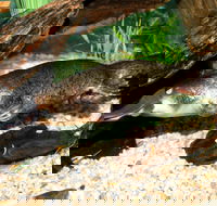 Platypus House - Accommodation Cairns