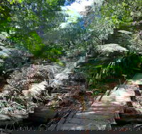 Wirrawilla Rainforest Walk - Accommodation Cairns