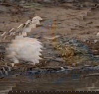 Bird watching at the Goan water hole - Accommodation Cairns