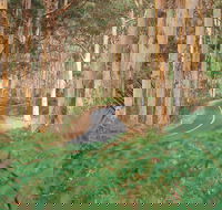 Boranup Karri Forest - Accommodation Cairns