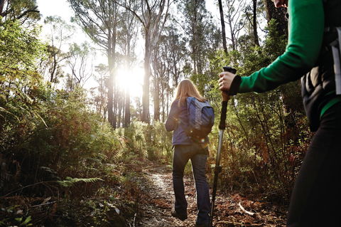 Kinglake National Park - Accommodation Cairns 0