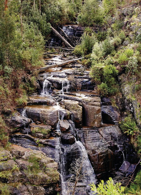 Kinglake National Park - Accommodation Cairns 1