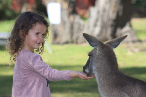 Potoroo Palace Native Animal Sanctuary - Accommodation Cairns 1