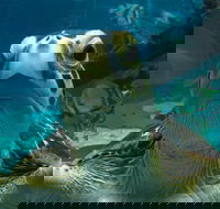Reef HQ Aquarium - Accommodation Cairns