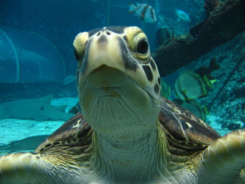 Reef HQ Aquarium - Accommodation Cairns 0
