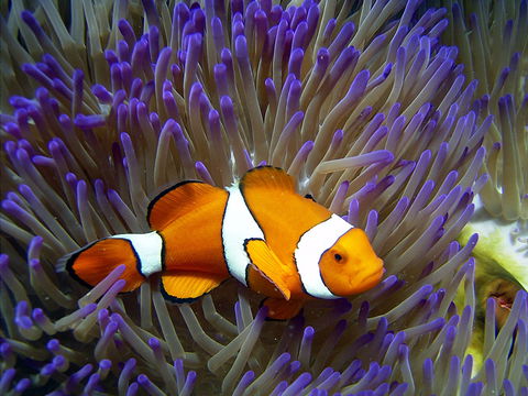 Reef HQ Aquarium - Accommodation Cairns 1