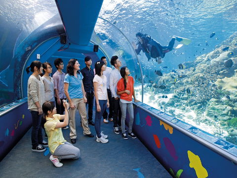 Reef HQ Aquarium - Accommodation Cairns 2