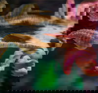 Seahorse World - Accommodation Cairns