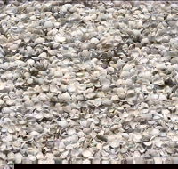 Shell Beach - Accommodation Cairns
