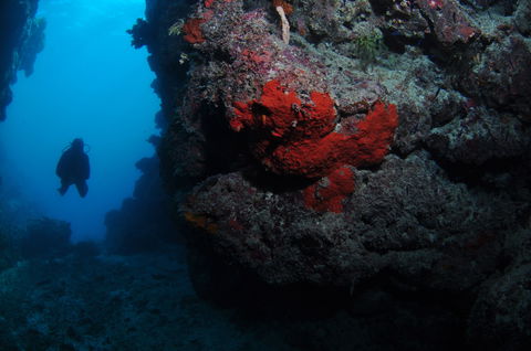 Stepping Stones Dive Site - Accommodation Cairns 0