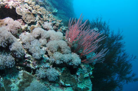Stepping Stones Dive Site - Accommodation Cairns 1
