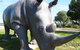 Tailem Bend Rhino Park And Dickson Reserve - thumb 0