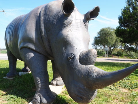 Tailem Bend Rhino Park And Dickson Reserve - Accommodation Cairns 0