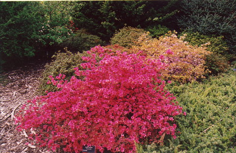 Tasmanian Arboretum Inc. - The - Accommodation Cairns 2