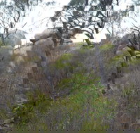 Tolmer Rocks - Mount Boothby Conservation Park - Accommodation Cairns