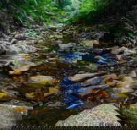 Willi Willi National Park - Accommodation Cairns