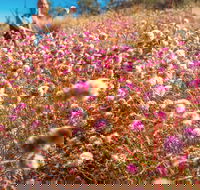 Wineries and Wildflowers