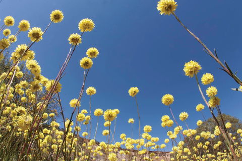 Wineries And Wildflowers - Accommodation Cairns 2