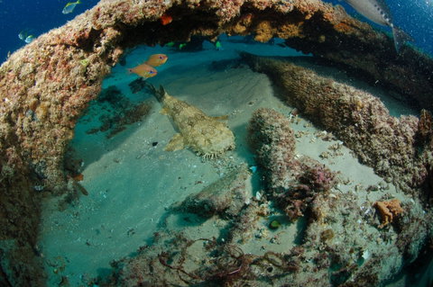 Aarhus Dive Site - Accommodation Cairns 2