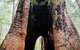 Ancient Empire Walk, Valley Of The Giants - thumb 0