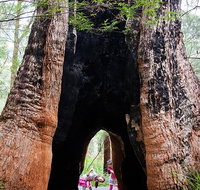 Ancient Empire Walk Valley of the Giants - Accommodation Cairns