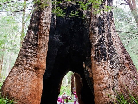 Ancient Empire Walk, Valley Of The Giants - Accommodation Cairns 0