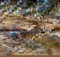 Cycle Mogo State Forest - Accommodation Cairns