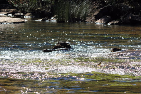 Frere's Crossing Bushwalk - Accommodation Cairns 1