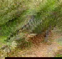 Grass Tree Circuit - Accommodation Cairns