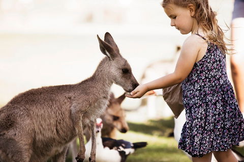 Oakvale Wildlife Park - Accommodation Cairns 1