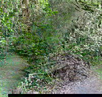 Rainforest Walking Track Roberston Nature Reserve - Accommodation Cairns