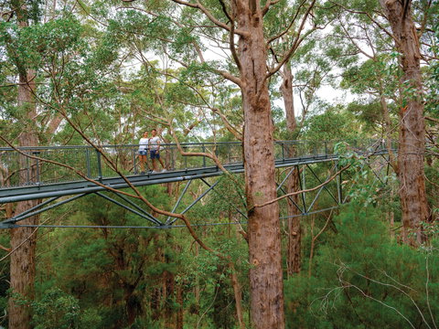 Valley Of The Giants Tree Top Walk - Accommodation Cairns 1
