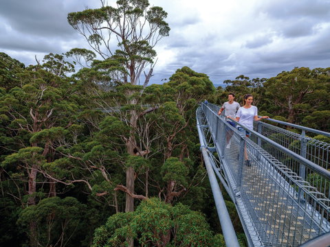 Valley Of The Giants Tree Top Walk - Accommodation Cairns 2