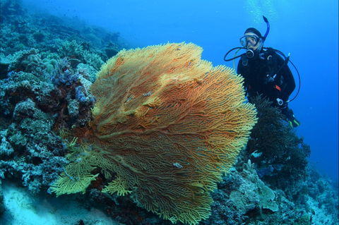 Wistari Wall - Accommodation Cairns 0