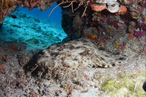 Wistari Wall - Accommodation Cairns 1